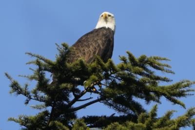 Bald Eagles Make Remarkable Comeback In New Jersey