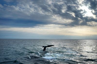 Court restores protections for endangered whale species to prevent entanglement in fishing gear