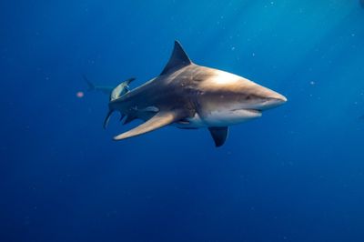 Shark Kills Girl Swimming in Ocean Off Australia Shore: 'Shocking'