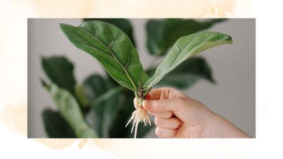 How to propagate a fiddle leaf fig: expert tips on achieving a successful cutting to grow free plants