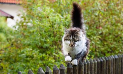 Exasperated Swinney forced to deny he plans to ban cat ownership in Scotland