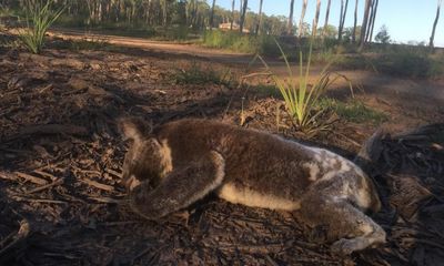 Australian nature: if our laws don’t radically change, environmental degradation will continue