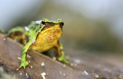 London Zoo Successfully Breeds Endangered Darwin's Frogs