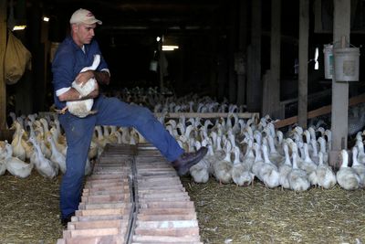 Experts are anxious that bird flu could become airborne — and jump-start another pandemic