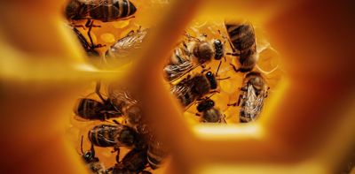 Bees count from left to right just like some humans, apes and birds – new research