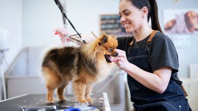 Online Dog Grooming Programs: Flexibility And Career Opportunities At Your Fingertips