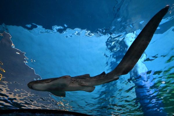 Teenage girl killed in shark attack off Queensland beach