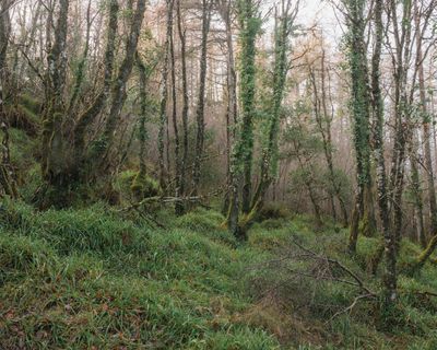 The last fragments of ancient Irish rainforests may face a new threat … trees