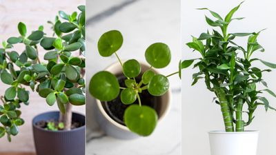 5 lucky houseplants to bring good fortune into your home – discover the meaning behind them, plus care tips to help them thrive