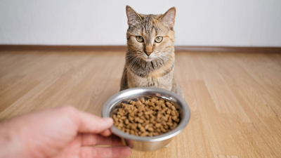 Cat not eating? A vet explains 11 things you need to check