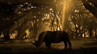 "I traveled to Kenya and captured this powerful image to convey the plight of the southern white rhino"