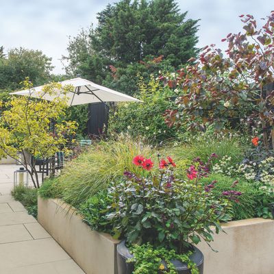 Sarah Raven reveals her two golden rules for dahlia success — and how to guarantee they aren’t eaten by slugs and snails