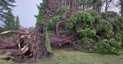 B-listed bothy on Scottish estate needs 'urgent repairs' after Storm Eowyn damage