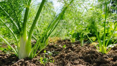 Growing fennel from scraps is quick and simple – here's how to do it in 6 steps to get flavorful harvests within a two weeks