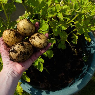 Garden experts reveal their tricks for growing potatoes in containers — the easy, hassle-free way to grow your own spuds