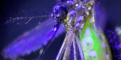 Some viruses prefer mosquitoes to humans, but people get sick anyway − a virologist and entomologist explain why