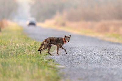 A North Carolina wildlife crossing will save people. Can it save the last wild red wolves too?