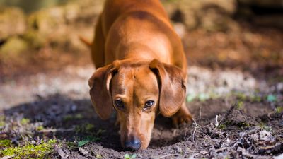 Trainer reveals why you need to start setting up a sniffing routine for your dog before their walk