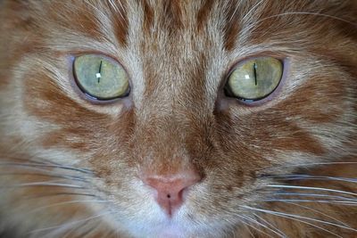 Facing a flap over cats, Scotland's government denies it plans to ban felines