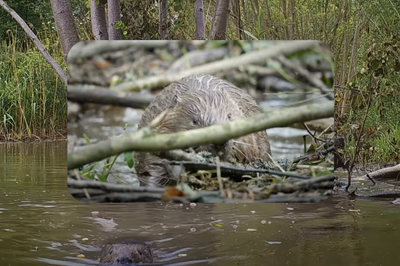 Beaver Colony Does Humans a Huge Solid, Completes Dam Project Held Up by Government Bureaucracy: 'Beavers Always Know Best'