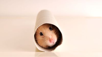 5 funny hamster facts that kids will love getting their teeth stuck into