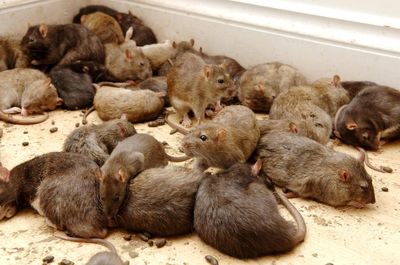 Global cities at risk of growing rat infestations fueled by climate change and rise in temperatures