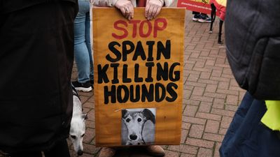 Hundreds march in support of protecting Spanish hunting dogs over the weekend