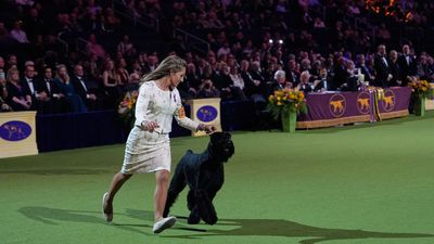 Westminster Dog Show 2025: Your complete guide