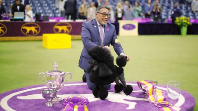 Westminster Dog Show 2025: Your complete guide