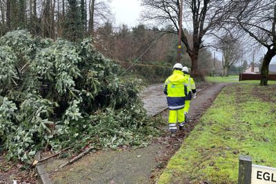 ‘Apocalyptic’ damage inflicted on forest parks by Storm Eowyn – Muir