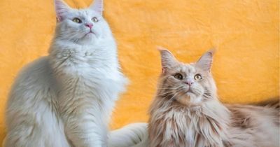 We never called for SNP to ban cats, chair of expert commission says