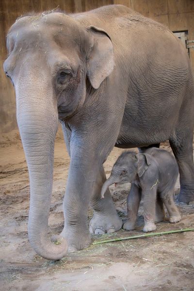 The Oregon Zoo welcomes a new baby elephant