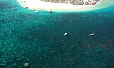 Deaths of 30,000 fish off WA coast made more likely by climate change, research finds