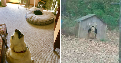 The Most Hilarious 40 Dog Bed Thefts That Were Caught On Camera And Shared Online