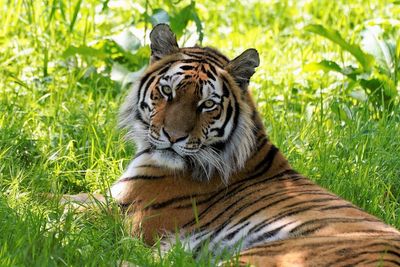 UK safari park welcomes rare tiger to support breeding programme