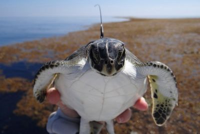 Scientists finally solve the mystery of sea turtles’ ‘lost years’
