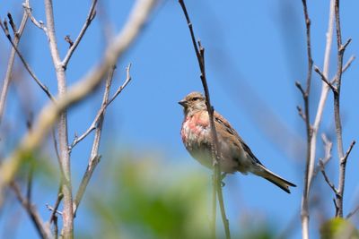 Farmers team up with National Trust to create wood pasture for songbirds