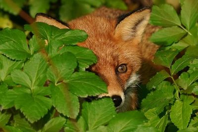 Government urged to honour manifesto pledge to ban ‘cruel’ snares in England