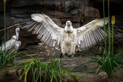 Cape vultures are swooping into a new exhibit at the Los Angeles Zoo