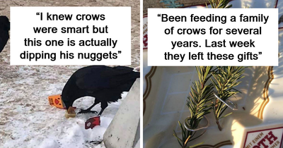 49 Times Crows Were Seen Doing Scarily Smart Things