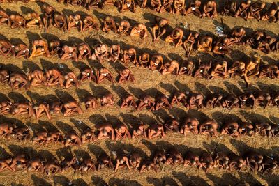 AP PHOTOS: Hundreds join an order of naked, armed holy men at Hindu festival