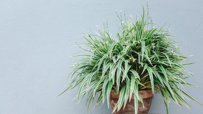 Types of spider plants – 8 varieties of this low maintenance favorite to grow at home