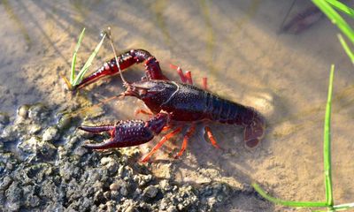 Specieswatch: Invasive red swamp crayfish is threat to England’s ponds and rivers