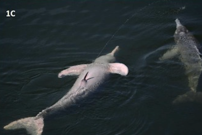 The weird way dolphins are peeing in the Amazon River is baffling scientists