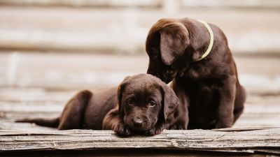 Taking a puppy home for the first time