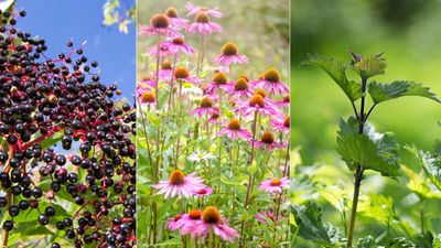 7 medicinal plants you don't know are growing in your yard – herbalists reveal how healing herbs and flowers can support mental and physical wellbeing