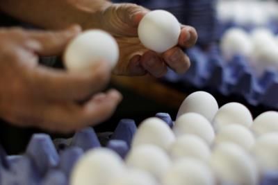 Egg Theft Investigation Underway In Pennsylvania Amid Avian Flu