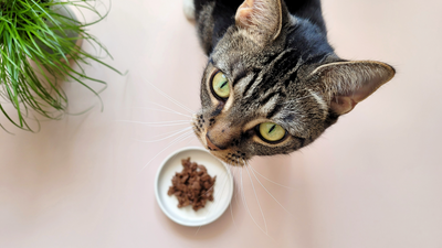 10 reasons why your cat won’t eat wet food, according to a vet