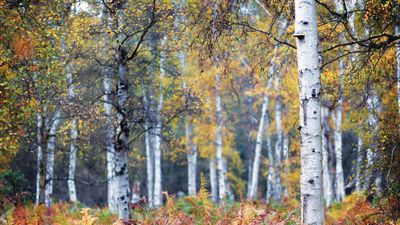 Arborists reveal when to prune a birch tree to keep it healthy and beautiful, plus when not to trim