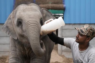 Baby elephant miraculously recovers after tragic train accident